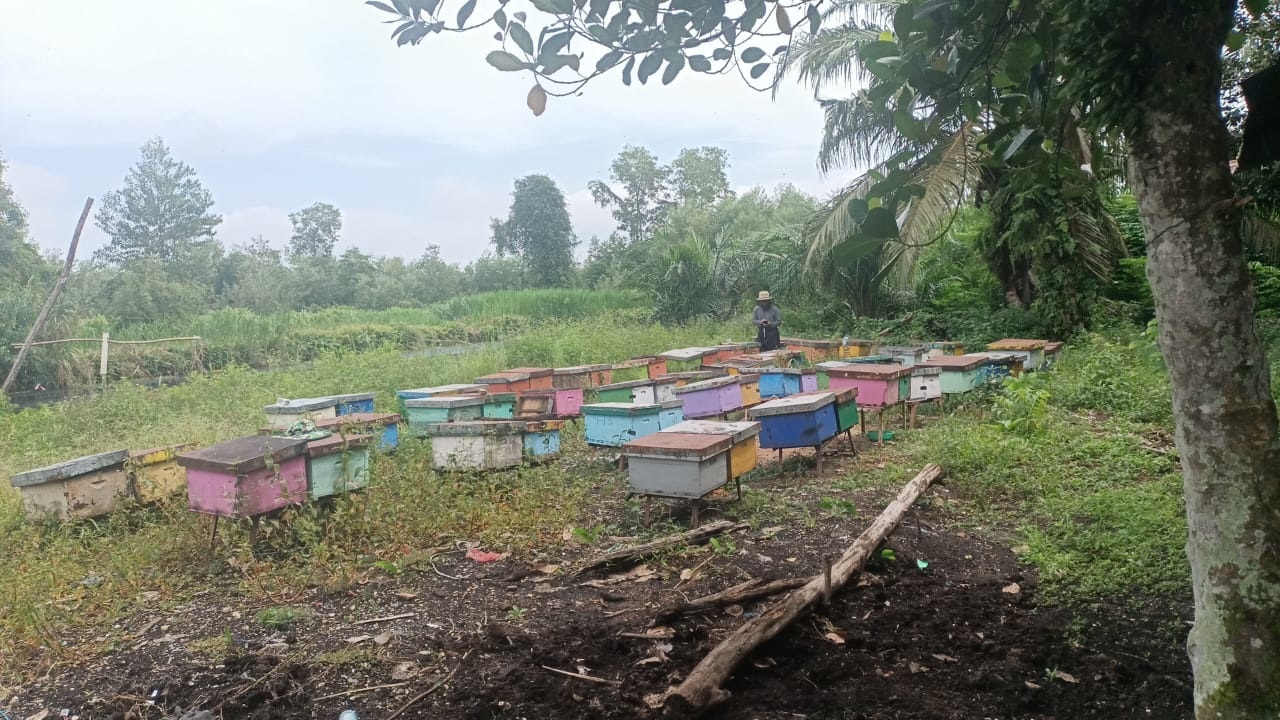 Honey harvesting in Kalimantan